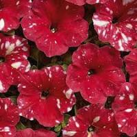Петуния Красный леопард F1 5 шт 
