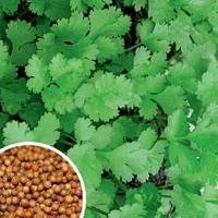 Кориандр Бородинский 20г