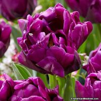 Тюльпан Пурпурный пион 12+ (5шт) 