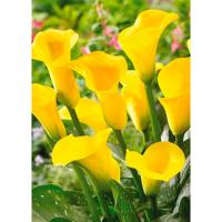 Калла Голд Краун 842364