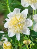 Георгина Анемоновидная Платинум Блонд (I) 1 шт