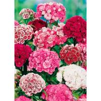 Гвоздика турецкая махровая смесь окрасок 0,2г Гвоздика турецкая махровая смесь окрасок 0,2г