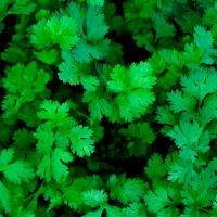 Кориандр Бородинский 400г