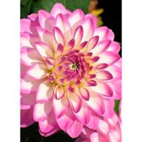 Георгина декоративная Мелоди Дикси (I) 1 шт 842179