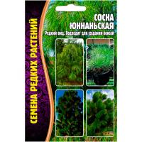 Сосна Юннаньская 25шт Сосна Юннаньская 25шт