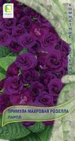 Примула махровая Розелла Парпл 5шт Примула махровая Розелла Парпл 5шт