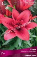 Лилия Азиатская махровая Канари Уорф 
