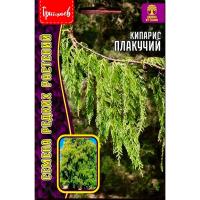 Кипарис плакучий 20шт Кипарис плакучий 20шт
