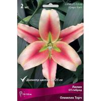 Лилия ОТ-Гибрид Олимпик Торч (12/14) 3шт