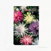 Астра смесь Водевиль низкорослая 20*1