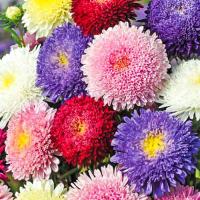 Астра Принцесса смесь окрасок 0,2г Астра Принцесса смесь окрасок 0,2г