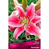 Лилия Восточная Барбадос 