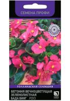 Бегония вечноцветущая зеленолистная Бада Бинг Роуз 15шт Бегония вечноцветущая зеленолистная Бада Бинг Роуз 15шт