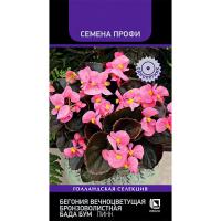 Бегония вечноцветущая бронзоволистная Бада Бум Пинк 15шт Бегония вечноцветущая бронзоволистная Бада Бум Пинк 15шт