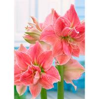 Амариллис махровый Свит Нимф 1 шт 841522
