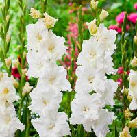 Гладиолус Тарантелла