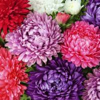 Астра Пионовидная смесь окрасок 0,2г Астра Пионовидная смесь окрасок 0,2г