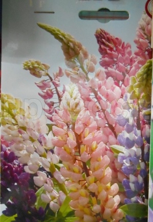 Люпин Смесь Рассела мног. 20*1  Люпин Смесь Рассела мног. 20*1