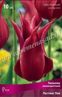 Тюльпан Лилиецветный Ластинг Лав (11/12) 10 шт