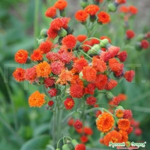 Эмилия Огненный салют 0,05г Эмилия Огненный салют 0,05г