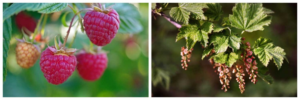 смородина-и-малина.jpg