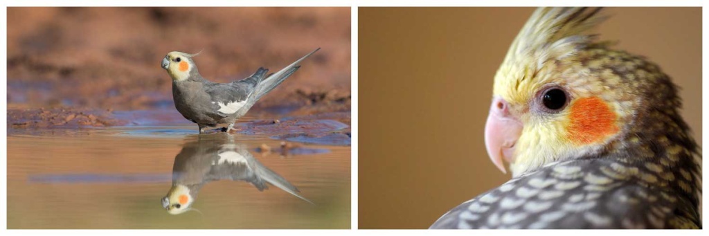 Корелло.jpg Корелло.jpg