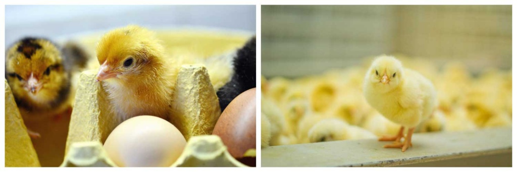 инкубатор.jpg инкубатор.jpg