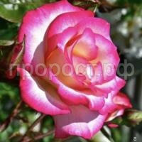 F1806580-E48F-45CF-A70E-947A2BE20E8C-700x700