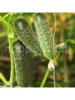 Без названия (2) Без названия (2)