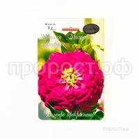 Цинния Мишутка пурпурная 201 Каприс Цинния Мишутка пурпурная 201 Каприс