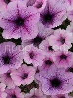 Без названия