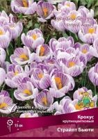 krokus_krupnocvet_ stript_beauty_kaper