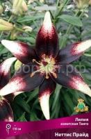 Лилия азиатская Танго Неттис Прайд Лилия азиатская Танго Неттис Прайд