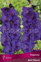 gladiolus-krupnotsvetkovyy-dip-porpl gladiolus-krupnotsvetkovyy-dip-porpl