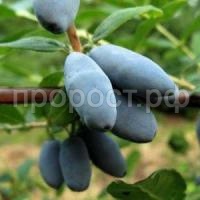 жимолость  амур