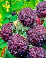 Без названия (1)