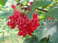 смородина красная ася