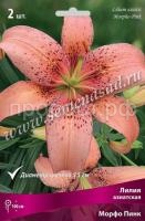 Лилия Азиатская Морфо Пинк (14-16) 2шт 736065