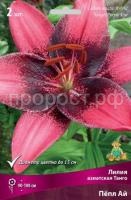 Лилия азиатская Танго Пёпл Ай