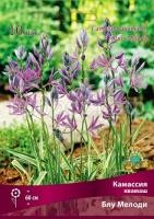 kamassia_kvamash_blue_melodi_kaper