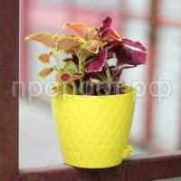 Румба-лимон-600x600 Румба-лимон-600x600