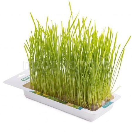 Лакомство для кошек Травка ячмень лоток 40гр