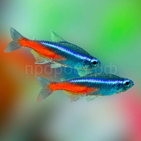 Рыба Неон ассорти крупный