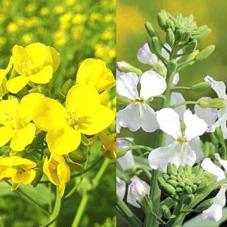 Семена трав горчица 70% - редька 30% 1кг