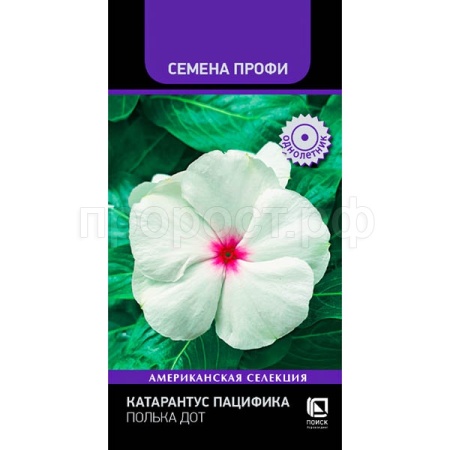 Катарантус Пацифика Полька Дот 10шт Катарантус Пацифика Полька Дот 10шт