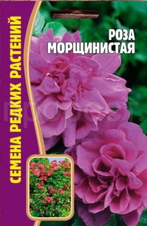 Роза морщинистая 10 шт Роза морщинистая 10 шт