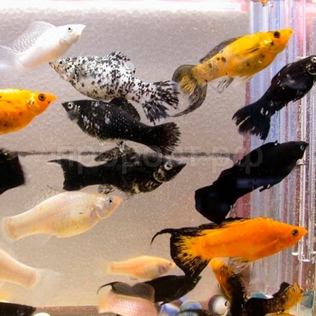 Моллинезия в ассортименте