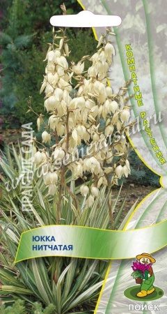 Юкка нитчатая 3шт Юкка нитчатая 3шт