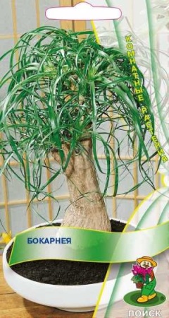 Бокарнея 5шт