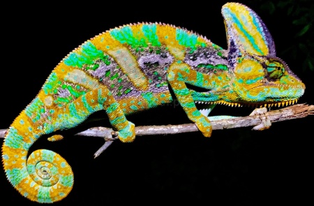Ящерица Йеменский хамелеон 